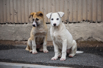 Street cute dog. Portraits of two homeless puppies.