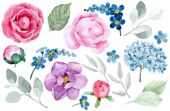 watercolor drawing, set of peony flowers, hydrangeas, forget-me-nots, magnolias, roses and eucalyptus leaves. pink and blue flowers on a white background. delicate drawing.