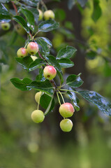 decorative green-red paradise apples in waterdrops ripen on the tree branch against natural blurred background. growing decorative fruit trees concept. free copy space.