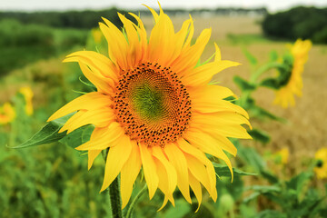 Fototapeta premium a young ripening sunflower grows in a field. sunflower cultivation concept
