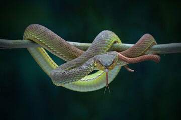 Mangrove Pit Viper On the twig