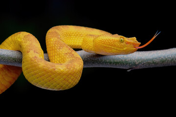 close up of a snake on black