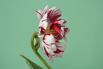 Red-white tulip flower isolated on green background.
