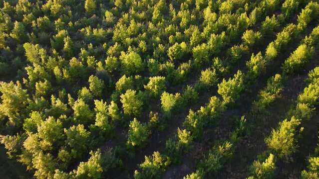 Aerial view of abandoned fruit garden. Rows of overgrown, unkempt, neglected and diseased fruit trees.