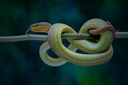 snake on the tree