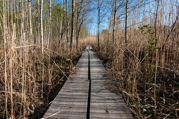 Wooden duckboard path between the reeds around the Merrasjärvi Lake in Lahti, Finland early summer