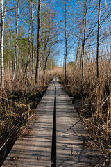 Wooden duckboard path between the reeds around the Merrasjärvi Lake in Lahti, Finland early summer