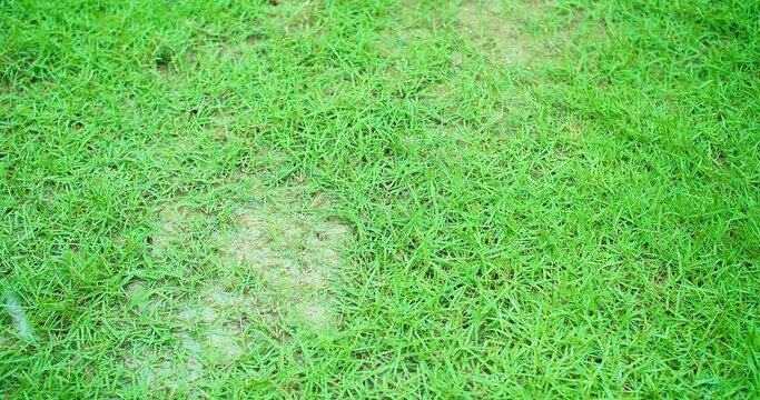 Heavy rain water falling drop on fresh green grass lawn in backyard tropical nature garden, weather rain flood on soccer field