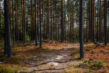 Path leading through a forest with forest floor in red autumn colors in Lahti, Finland
