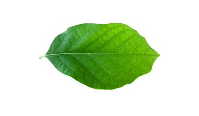 Fototapeta na wymiar Isolated avocado leaf with clipping paths.