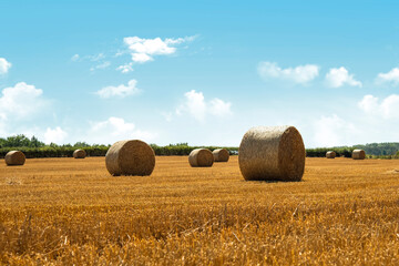 Hay bale and straw in the field. English Rural   landscape.   Wheat yellow golden harvest in summer. Countryside natural landscape. Grain crop, harvesting