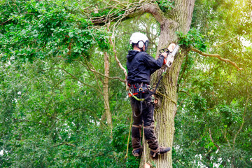 Obraz premium Arborist cutting down tree with petrol chainsaw