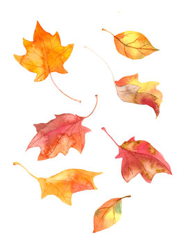 Autumn leaves set. Watercolor seasonal yellow and red maple leaf. Natural collection of fall elements for autumnal card design