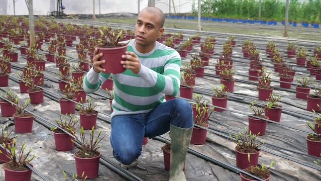 Experienced latin american male farmer, working in a greenhouse in a medical mask during a pandemic, checks the young sprouts in pots at the rack. 