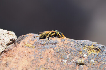 wasp on a wall