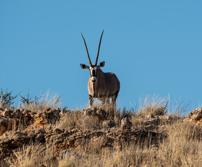 Gemabok Antelope