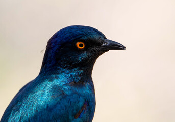 Glossy Starling