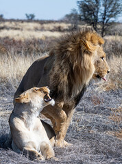 Fototapeta na wymiar Mating Lions