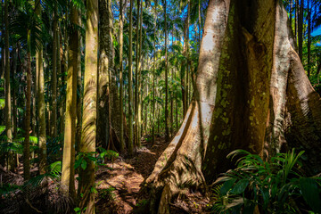 Palm grove section of the Tamborine National park, Queensland, Australia - obrazy, fototapety, plakaty