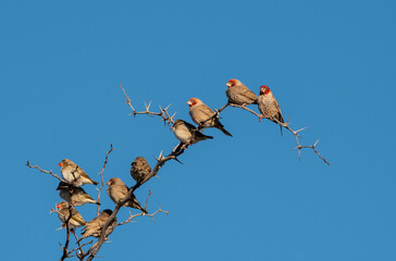 Red-billed Queleas