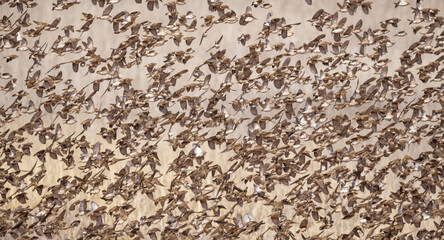 Red-billed Queleas