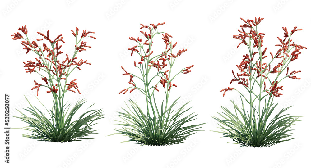 Poster 3d rendering of anigozanthos 'ruby velvet' kangaroo paw isolated