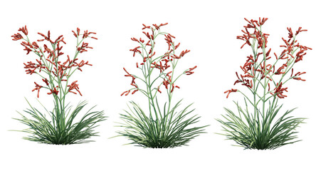 3d rendering of Anigozanthos 'Ruby Velvet' Kangaroo Paw isolated
