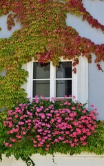 Fototapeta na wymiar Fenster mit Wildtraube und Pelargonium in Passau, Deutschland