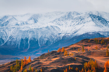 Snow-covered mountains and yellow autumn trees in Altai, Russia.