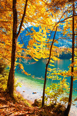 Yellow autumn trees on the shore of mountain lake