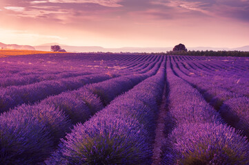 Lavender fields at sunset in Provence, France.