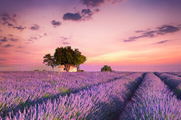 Fototapeta na wymiar House with trees in lavender fields at sunset in Provence, France.