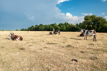 Troupeau de vaches normande au pré pendant  la canicule. Herbe jaunie par la sécheresse