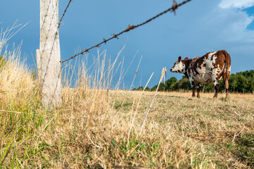 Troupeau de vaches normande au pré pendant  la canicule. Herbe jaunie par la sécheresse