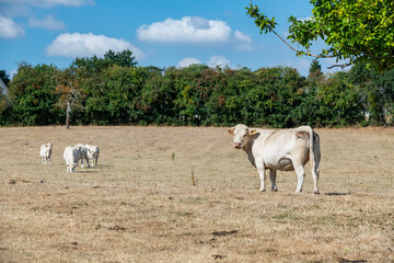 Troupeau de vaches charolaises au pré pendant  la canicule. Herbe jaunie par la sécheresse