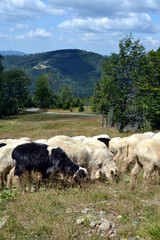 Flock of sheep in a mountain hall. Sheep in The Skrzeczynska Hall, Skrzyczne, Szczyrk, Poland