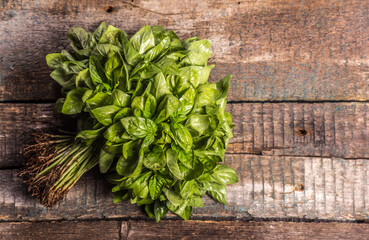 Harvest fresh green organic basil. Bunch of basil