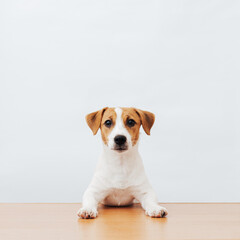 Cute dog jack russell terrier sitting at the table on a white background, copy space