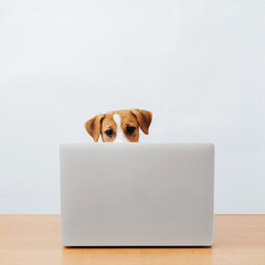 Cute jack russell terrier dog working at the table looks into the laptop