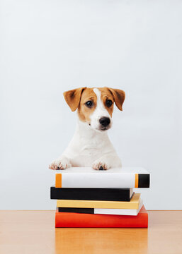 Cute dog jack russell terrier sitting with books, reading and studying on a white background