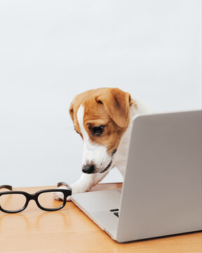 Cute jack russell terrier dog working at the table looks into the laptop