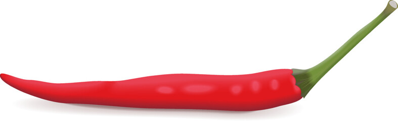 Red Thai chili peppers. Red Chilli Padi. Bird's eye Chilli. Bird Chilli. Thai pepper. Thai chili. Capsicum annuum. Fresh vegetables. Vector illustration isolated on white background.