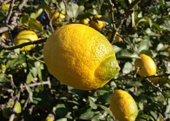 Lemon on a tree