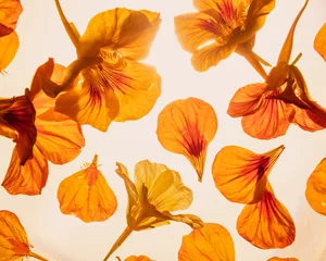 Gordijnen Orange majus flowers falling on white background © Carlijn