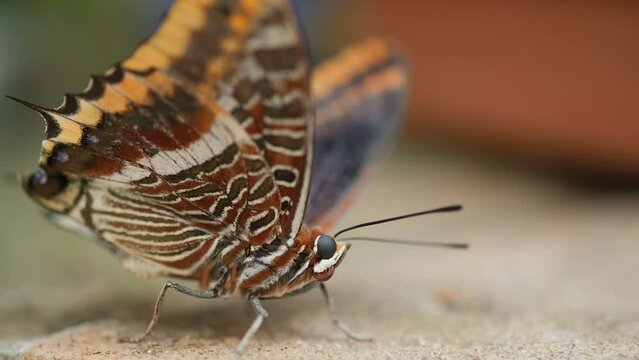 Wild Charaxes Jasius butterfly body macro detailed closeup view,insect animal wildlife