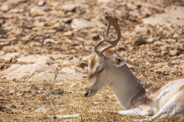 daim mouchetés sur un sol rocailleux
