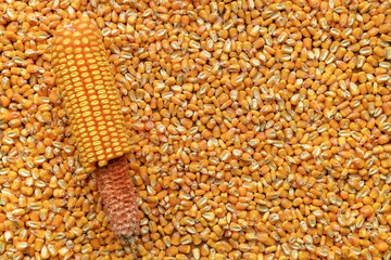 Harvested shelled corn grains detached from the cob