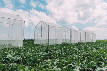 Sugar beet pollination control tents in cultivated agricultural field