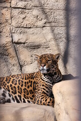 Resting jaguar in the zoo