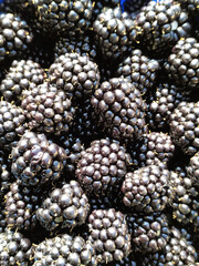 blackberry berries top view